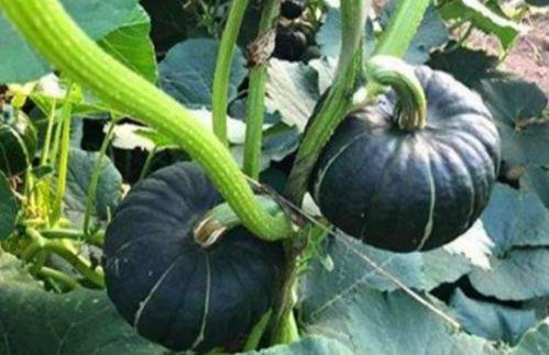 临沂吃瓜网红是谁啊,揭秘临沂地区热门吃瓜达人 第2张 临沂吃瓜网红是谁啊,揭秘临沂地区热门吃瓜达人 第2张